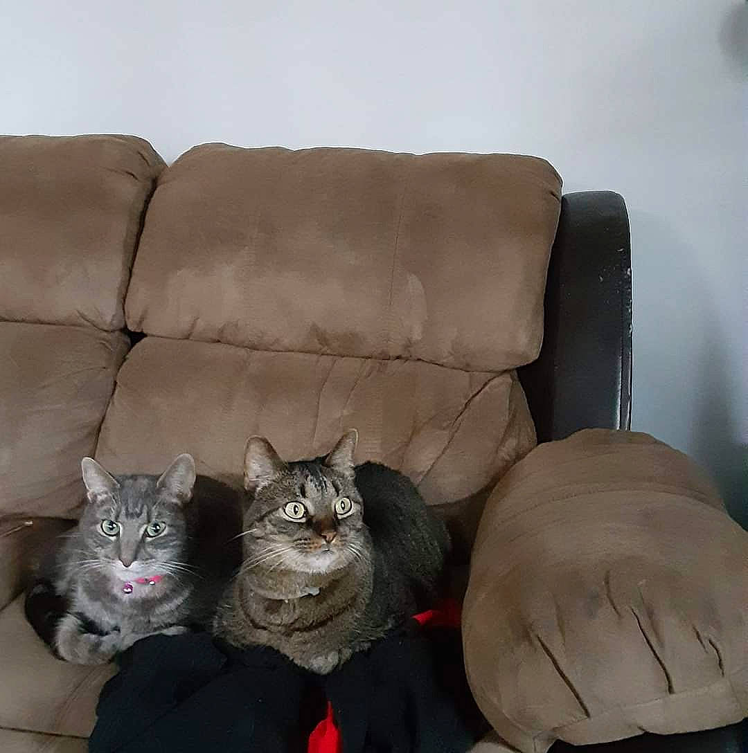 Georgia is registered to the contest to win money with this photo: armrest, carnivore, cat, cat_supply, comfort, couch, domestic_short_haired_cat, felidae, flooring, fur, furniture, grey, living_room, pillow, small_to_medium_sized_cats, sofa_bed, studio_couch, tail, throw_pillow, whiskers