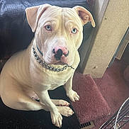 Shadow is registered to the contest to win money with this photo: dog, white_dog, blue_eyes, indoor, pet, collar, chain_collar, carpet, furniture, step, closeup, portrait, looking_up, animal, canine, paw, nose, ears, sitting, home