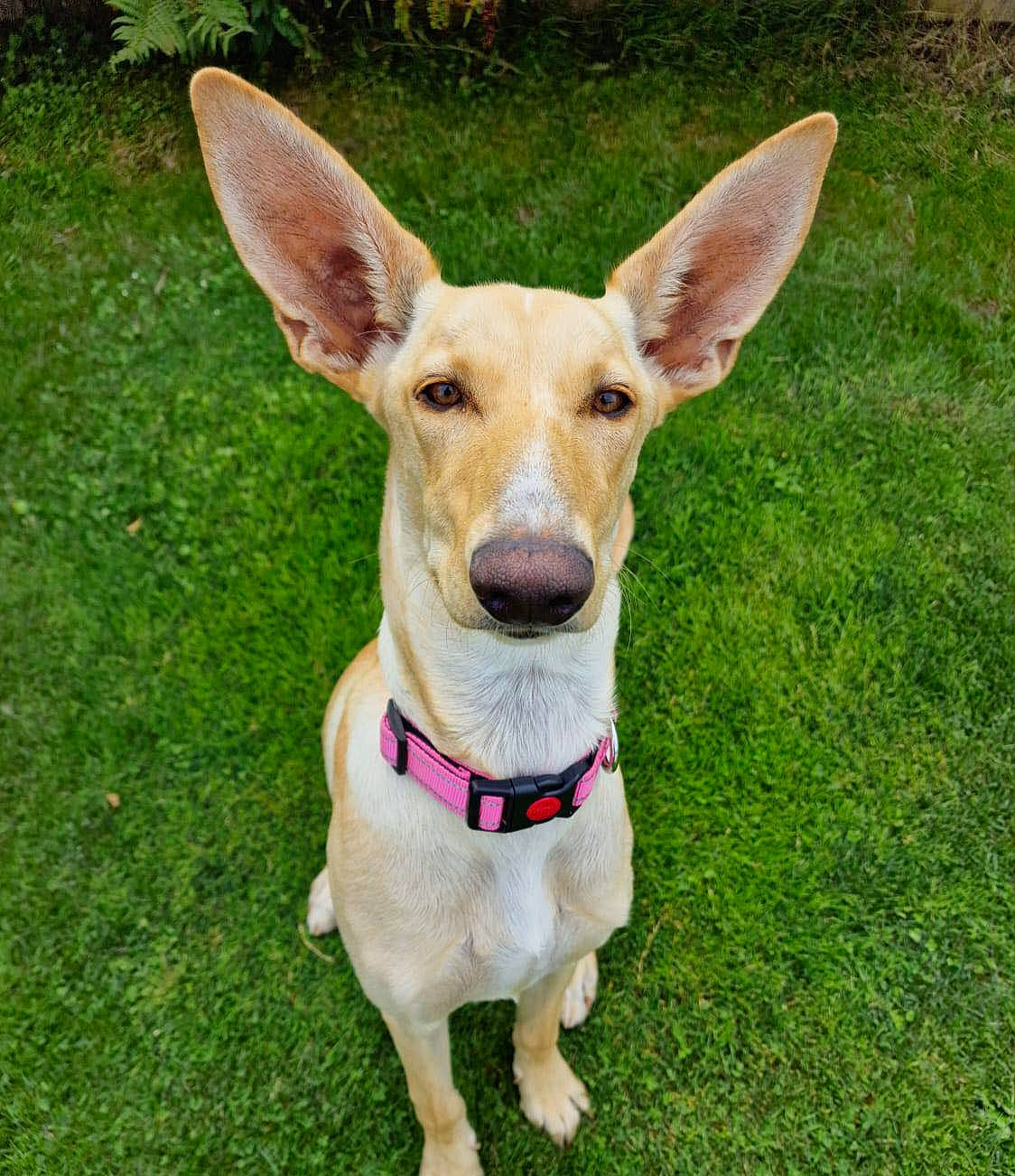 Bambi is registered to the contest to win money with this photo: canidae, carnivore, collar, companion_dog, dog, dog_breed, dog_supply, ear, fawn, grass, grassland, snout, sporting_group, terrestrial_animal, whiskers, working_animal