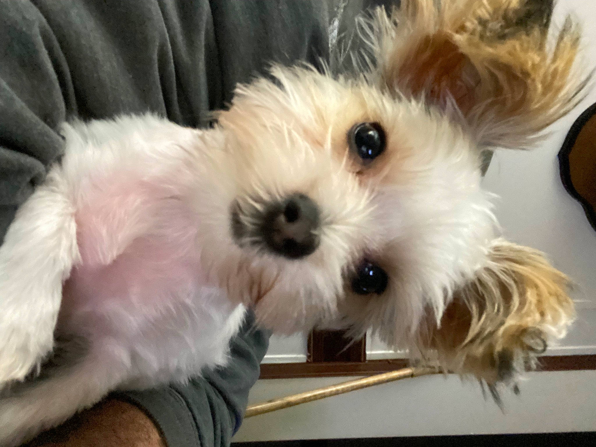 Chanel joined the competition — help win amazing prizes! biewer_terrier, canidae, carnivore, collar, companion_dog, dog, dog_breed, dog_collar, dog_supply, fur, mal_shi, maltepoo, non_sporting_group, shih_poo, small_terrier, snout, terrier, toy_dog, working_animal, yorkipoo