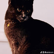 Zara joined the competition — help win amazing prizes! cat, closeup, collar, domestic_cat, ears, eyes, feline, fur, gaze, gold_chain, indoor, moody_lighting, pendant, pet, portrait, shadow, sitting, soft_background, tiktok_watermark, whiskers