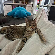 Mordecai is registered to the contest to win money with this photo: cat, tabby_cat, blanket, plush_toy, blue_whale, living_room, remote_control, shelf, books, furniture, cozy, relaxed, stretching, indoor, home, decor, knick_knacks, pet, animal, resting