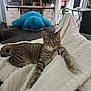 cat, tabby_cat, blanket, plush_toy, blue_whale, living_room, remote_control, shelf, books, furniture, cozy, relaxed, stretching, indoor, home, decor, knick_knacks, pet, animal, resting