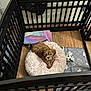 adult, animal, canine, crib, dog, dogbed, female, furniture, infantbed, person, pet, poodle, puppy, terrier, woman
