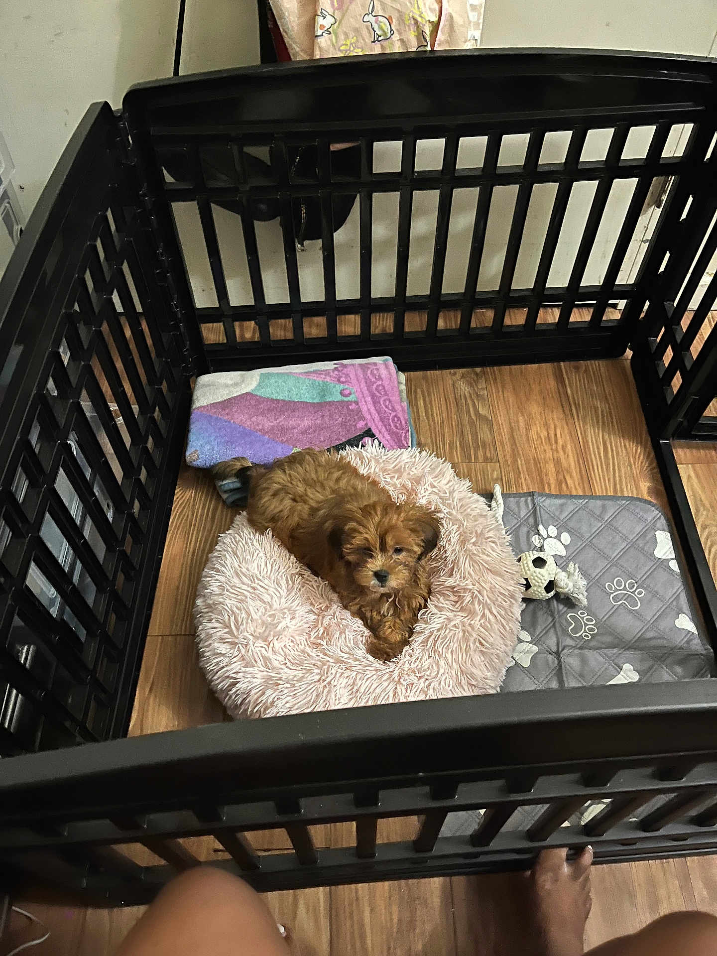 London is registered to the contest to win money with this photo: adult, animal, canine, crib, dog, dogbed, female, furniture, infantbed, person, pet, poodle, puppy, terrier, woman
