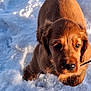 puppy, dog, brown, snow, outdoor, animal, pet, fur, cute, winter, nature, young, mammal, walk, playful, cold, adorable, canine, fluffy, outdoors