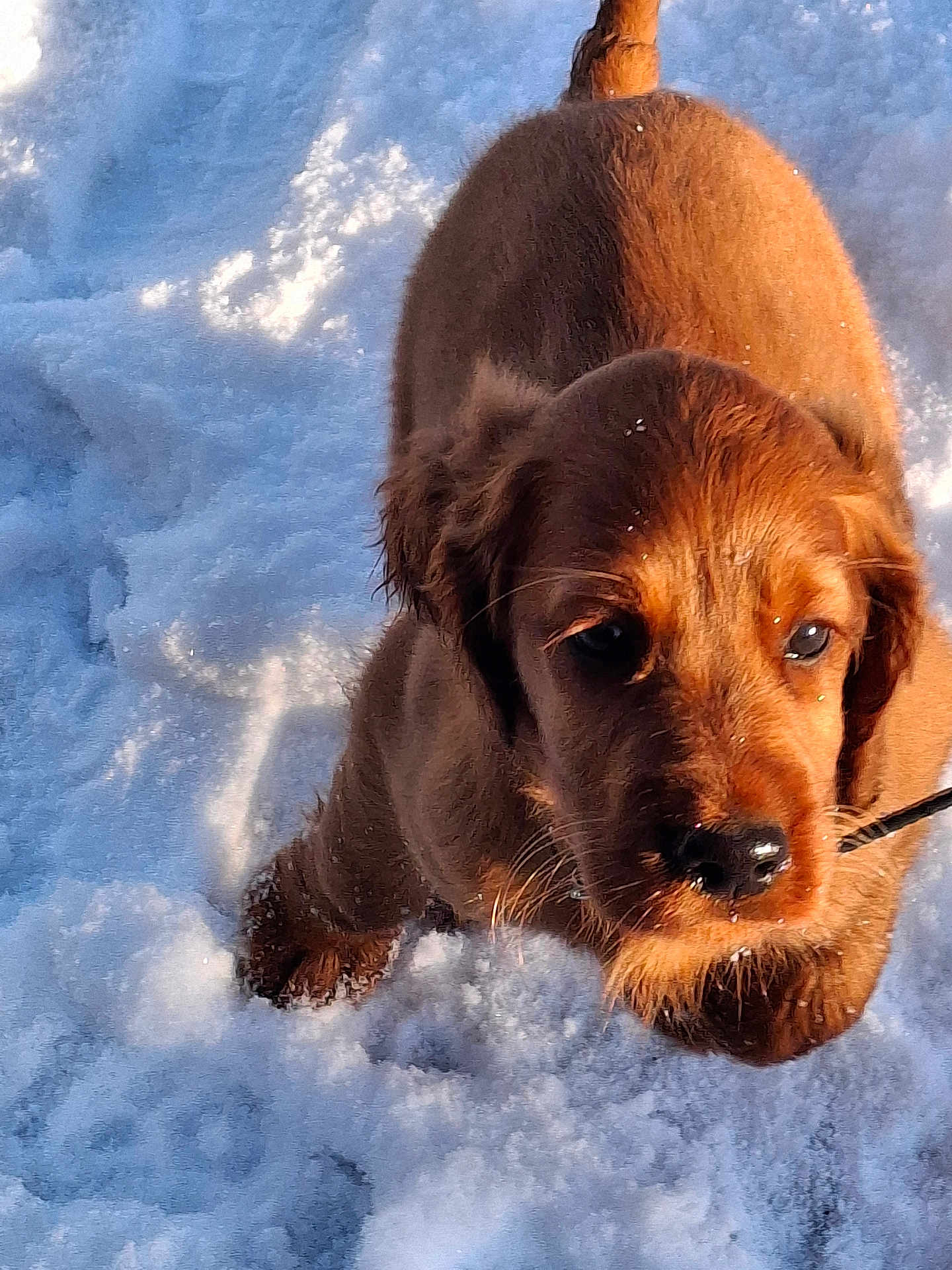 Sylvie Harivel a rejoint le concours — aidez-le/la à gagner de superbes lots ! puppy, dog, brown, snow, outdoor, animal, pet, fur, cute, winter, nature, young, mammal, walk, playful, cold, adorable, canine, fluffy, outdoors