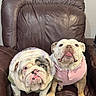 Stella joined the competition — help win amazing prizes! bulldog, dog, pet, leather_chair, brown_chair, indoor, two_dogs, pink_shirt, green_outfit, cute, animal, companion, looking_up, wrinkled_face, tongue_out, seated, domestic, friendship, portrait, furniture