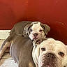 Stella is registered to the contest to win money with this photo: bulldog, dog, puppy, pet, indoor, floor, tile, red_wall, resting, cute, animal, mammal, companion, domestic, two_dogs, portrait, face, looking, friendship, snout