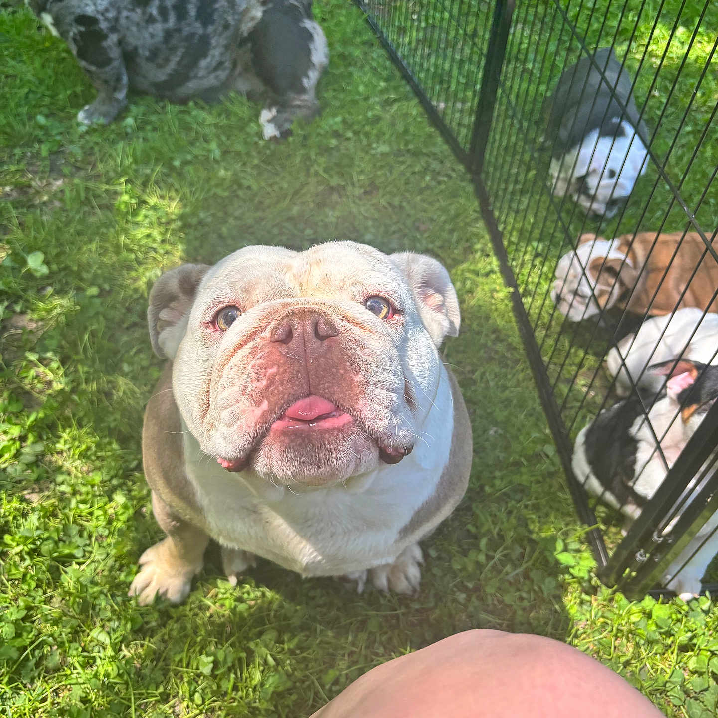 Stella
