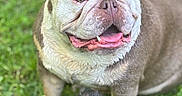 Stella joined the competition — help win amazing prizes! bulldog, dog, pet, grass, outdoor, animal, canine, happy, smiling, tongue, fur, nature, playful, companion, friendship, closeup, portrait, mammal, cute, sitting