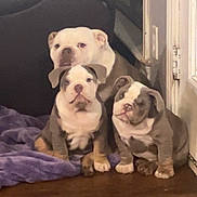 Stella is registered to the contest to win money with this photo: dog, bulldog, puppy, adult_dog, indoor, wood_floor, blanket, door, pet, animal, cute, family, sitting, three_animals, companion, domestic, fur, face, ears, nose