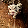 bulldog, puppy, dog, wooden_floor, brown, white, patchy_coat, indoor, pet, animal, curious, young, cute, lying_down, background, flooring, domestic, companion, mammal, resting