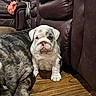 puppy, bulldog, dog, pet, indoor, leather_sofa, wooden_floor, brown, cute, animal, young, sitting, cozy, house, furniture, companion, domestic, floor, resting, curious
