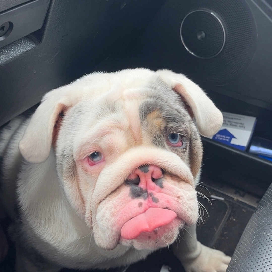 Ruben