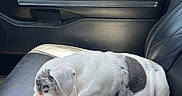 Ruben joined the competition — help win amazing prizes! puppy, dog, sleeping, car, car_interior, leather_seat, black_leather, white_fur, gray_spots, cute, pet, resting, sunlight, vehicle, seat, close_up, animal, domestic_animal, nap, young_dog