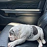 puppy, dog, sleeping, car, car_interior, leather_seat, black_leather, white_fur, gray_spots, cute, pet, resting, sunlight, vehicle, seat, close_up, animal, domestic_animal, nap, young_dog