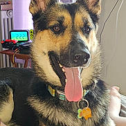 Zeus is registered to the contest to win money with this photo: dog, german_shepherd, pet, tongue_out, indoor, collar, tag, fur, ears, alert, happy, digital_clock, table, gaming_controller, background, close_up, canine, animal, domestic, companion