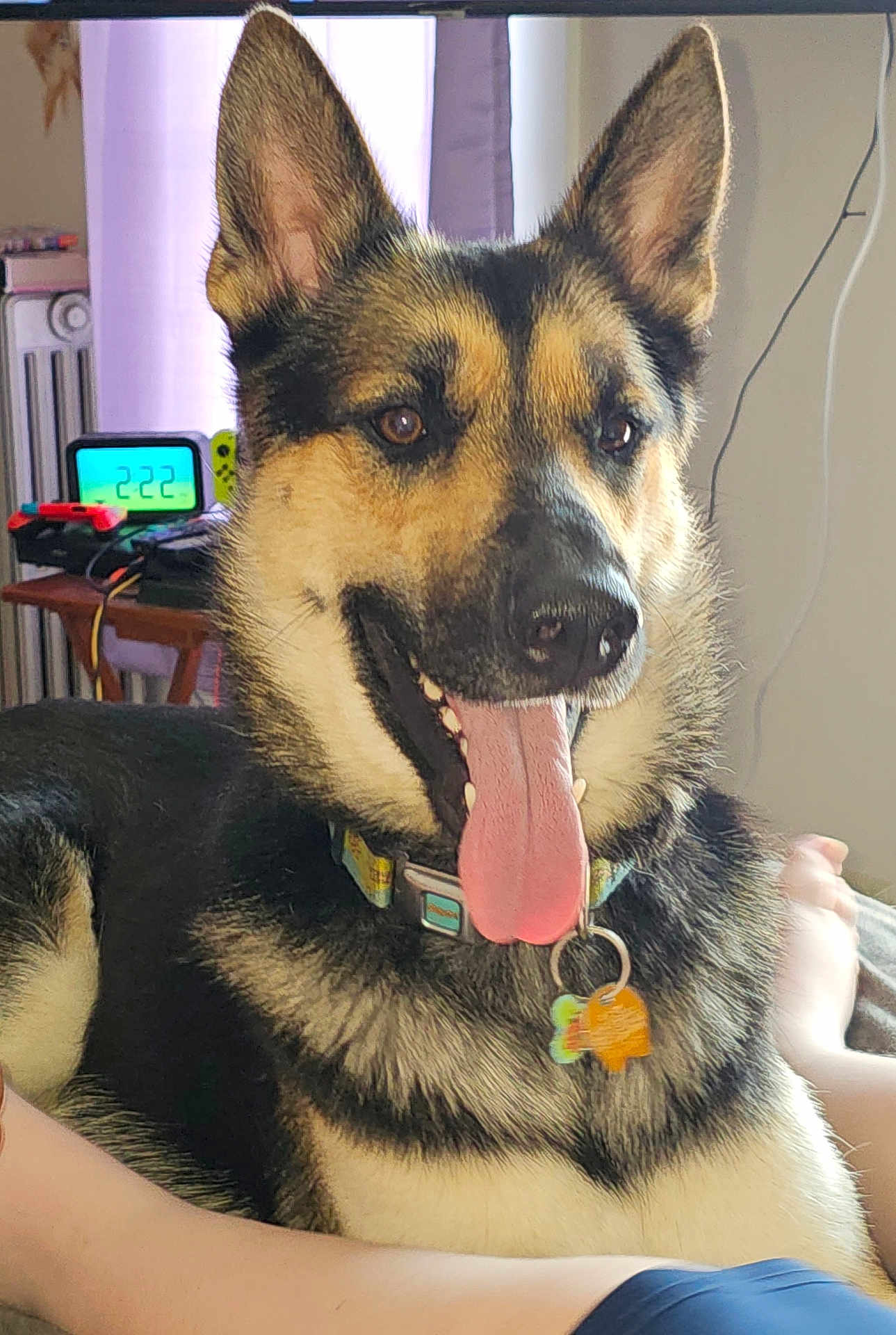 Zeus is registered to the contest to win money with this photo: dog, german_shepherd, pet, tongue_out, indoor, collar, tag, fur, ears, alert, happy, digital_clock, table, gaming_controller, background, close_up, canine, animal, domestic, companion