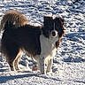 alert, animal, background, canine, cold, curious, daylight, dog, fur, landscape, mammal, nature, outdoor, pet, shadow, snow, standing, sunlight, tail, winter