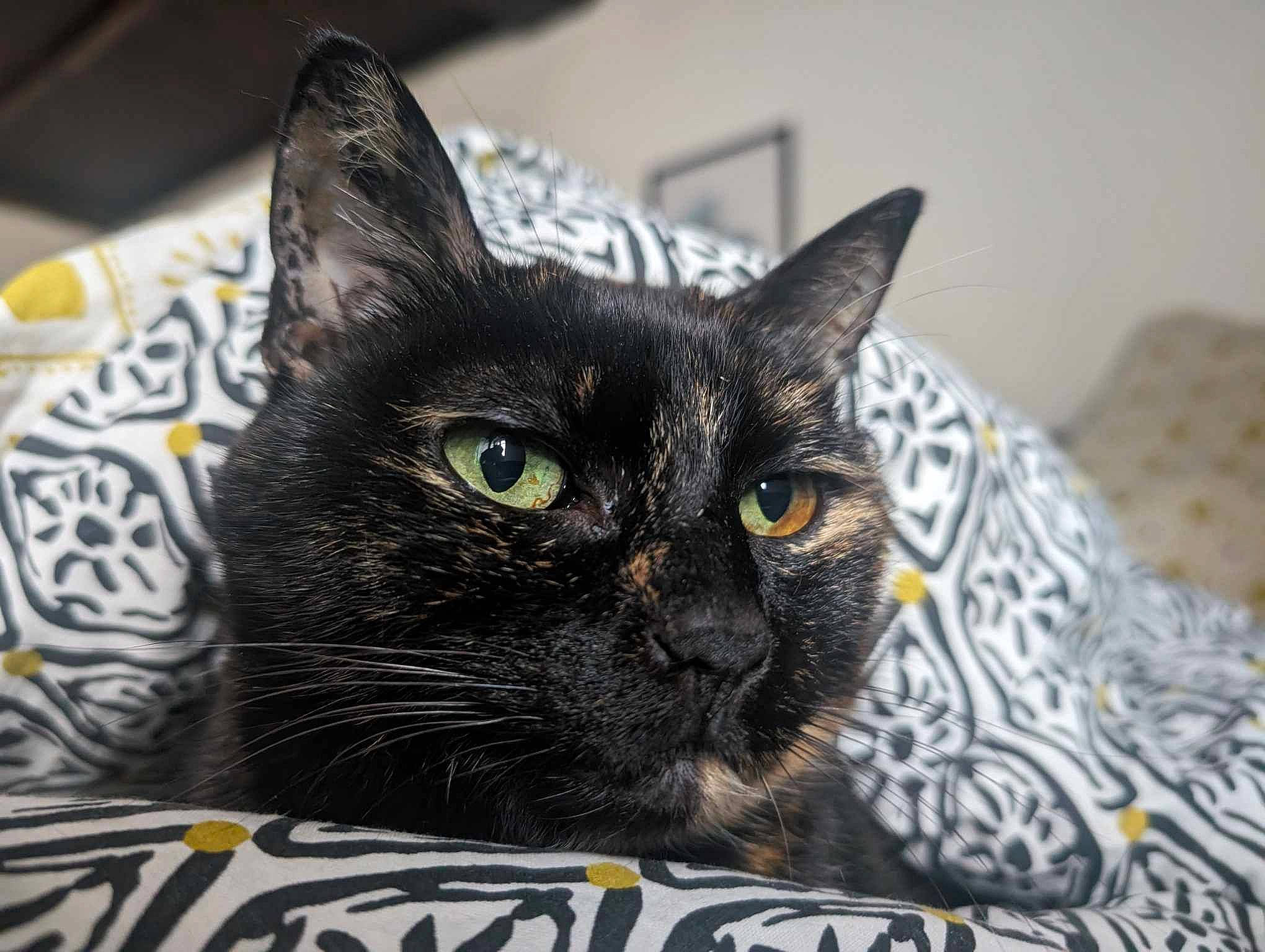 Jiji participe au concours pour gagner de l'argent avec cette photo : black_cat, bombay, carnivore, cat, cat_supply, domestic_short_haired_cat, felidae, fur, logo, paw, pet_supply, small_to_medium_sized_cats, snout, whiskers