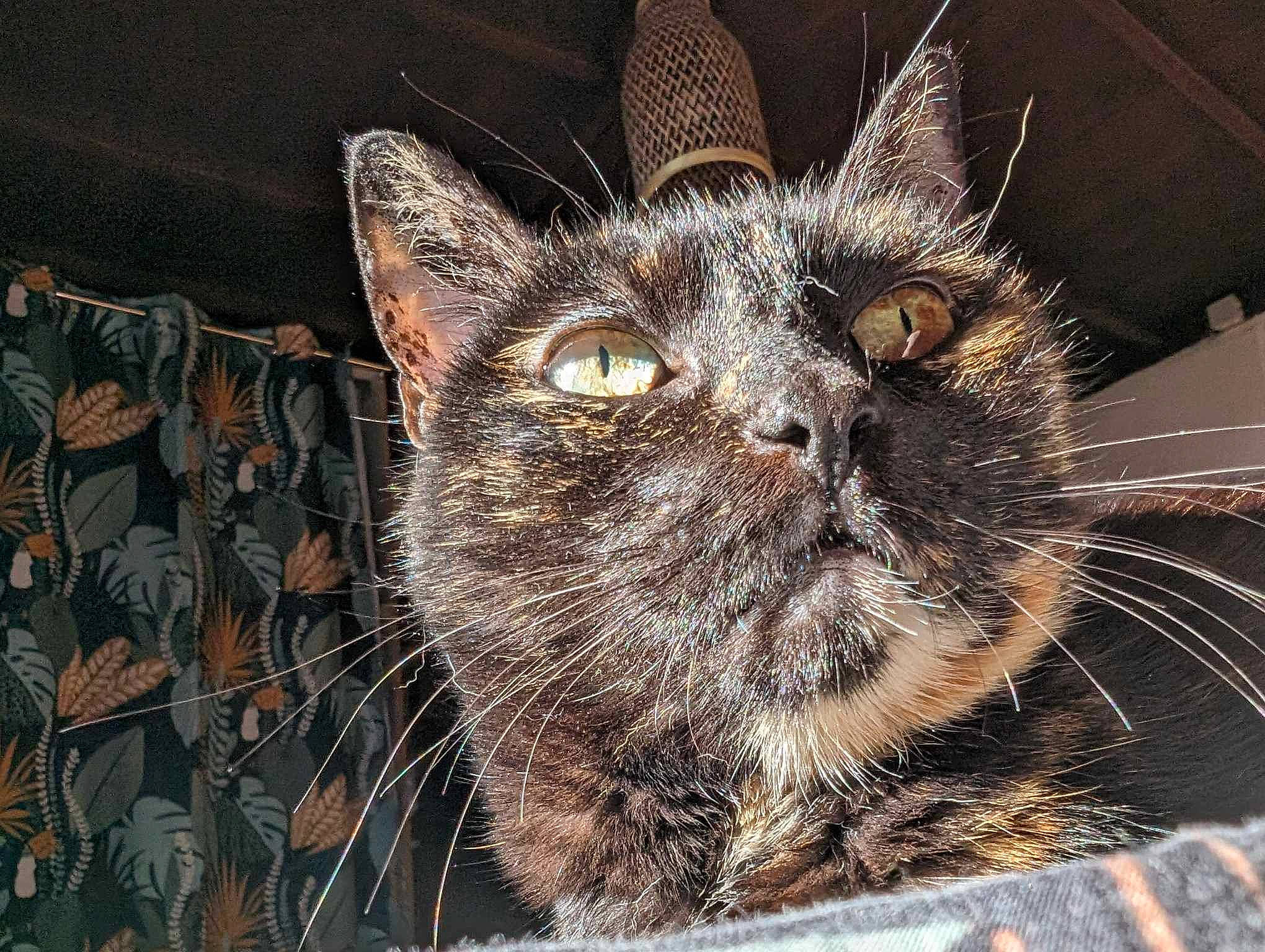 Jiji a rejoint le concours — aidez-le/la à gagner de superbes lots ! carnivore, cat, domestic_short_haired_cat, felidae, fur, grass, pattern, small_to_medium_sized_cats, snout, terrestrial_animal, whiskers