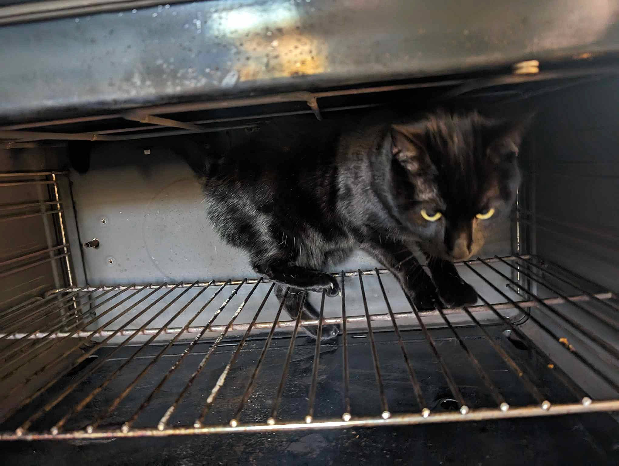 Réglisse participe au concours pour gagner de l'argent avec cette photo : aluminium, animal_shelter, cat, composite_material, domestic_short_haired_cat, felidae, flooring, fur, gas, metal, pet_supply, rectangle, small_to_medium_sized_cats, steel, tail, whiskers, wood