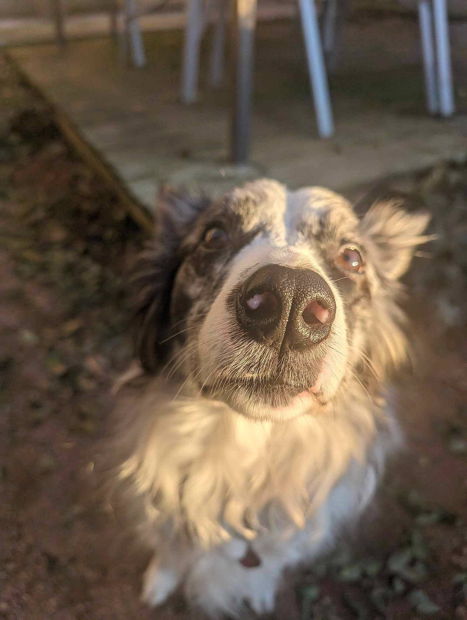 Psyche a rejoint le concours — aidez-le/la à gagner de superbes lots ! canidae, carnivore, collar, companion_dog, dog, dog_breed, dog_collar, fur, gun_dog, liver, snout, spaniel, sporting_group, terrestrial_animal, terrier, toy_dog, whiskers, wood, working_animal, working_dog