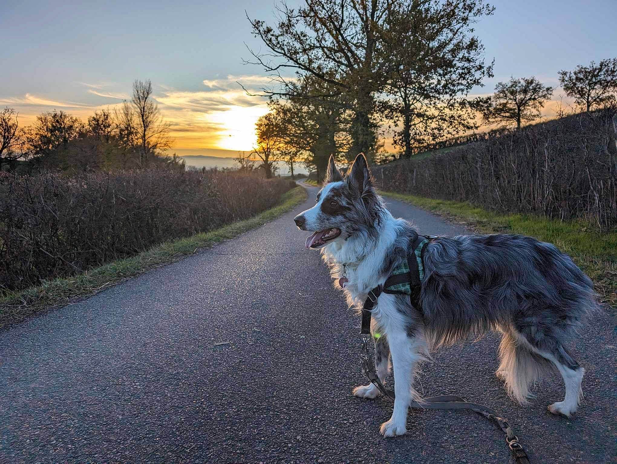 Psyche participe au concours pour gagner de l'argent avec cette photo : asphalt, canidae, carnivore, cloud, dog, dog_breed, grass, herding_dog, horizon, landscape, natural_landscape, plant, road, road_surface, sky, snout, sporting_group, sunrise, tail, tree