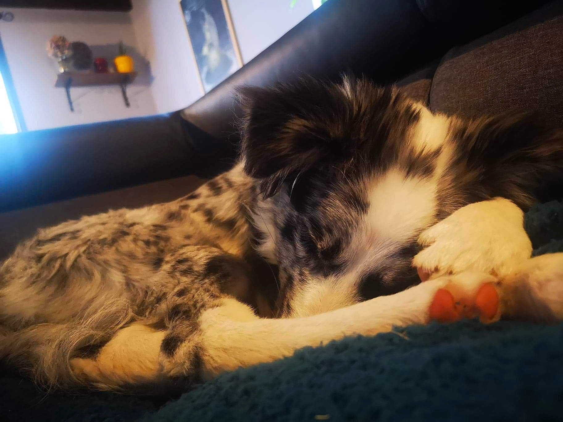 Psyche a rejoint le concours — aidez-le/la à gagner de superbes lots ! australian_shepherd, border_collie, canidae, carnivore, companion_dog, dog, dog_breed, ear, mammal, miniature_australian_shepherd, nap, puppy, puppy_love, sleep, sporting_group, vertebrate