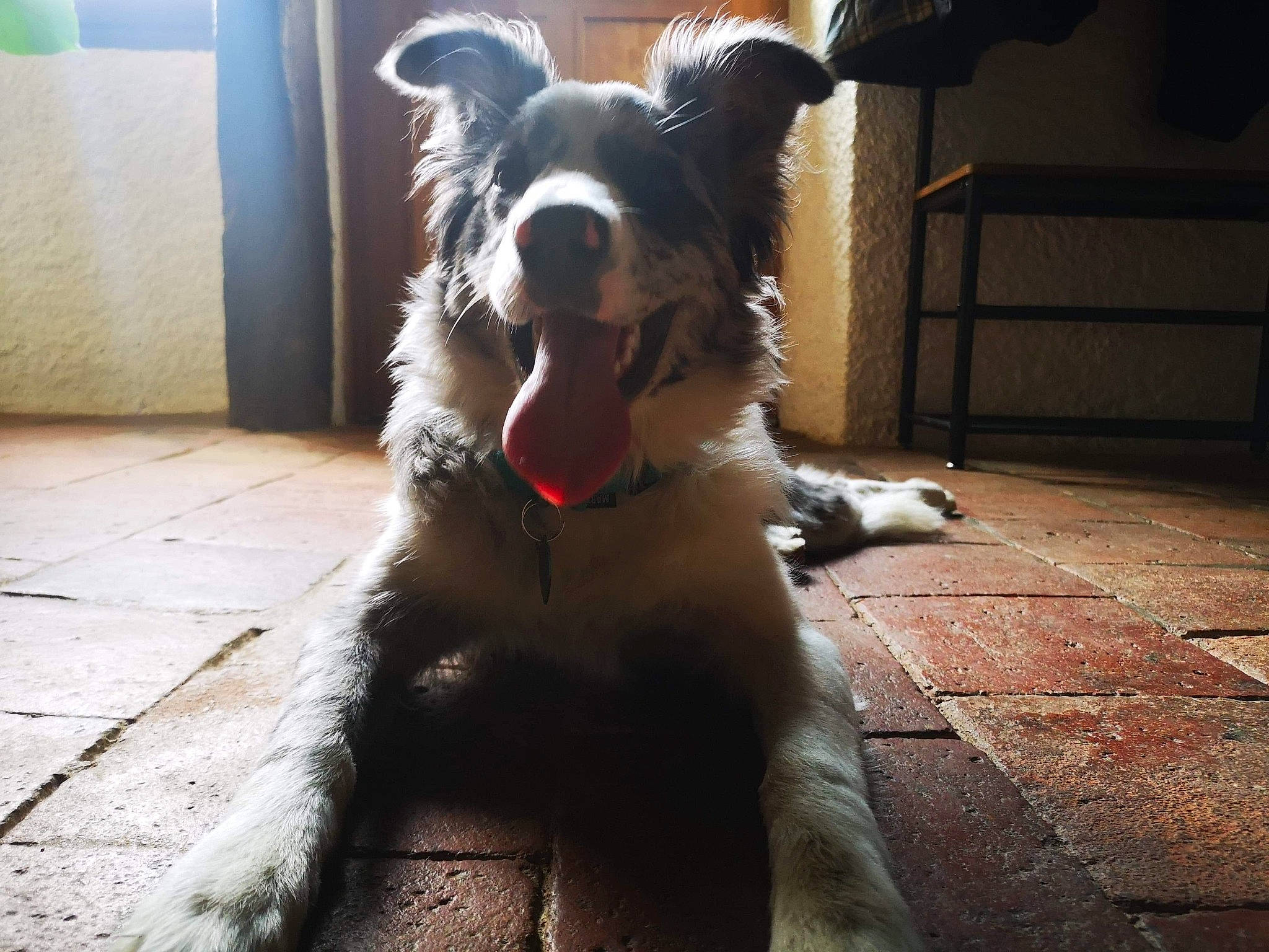 Psyche a rejoint le concours — aidez-le/la à gagner de superbes lots ! australian_shepherd, border_collie, canidae, carnivore, companion_dog, dog, dog_breed, mammal, sky, snout, sporting_group, square