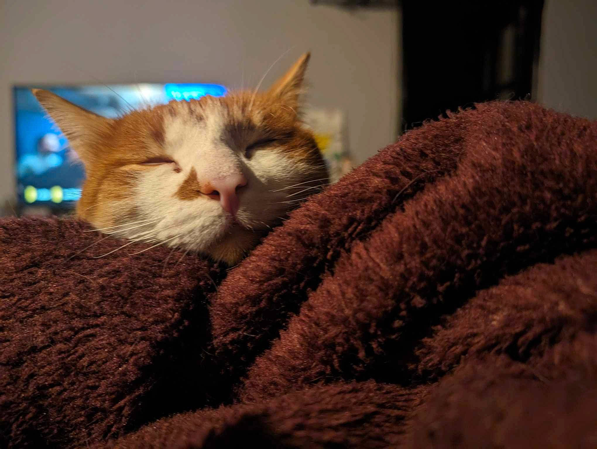 Rodéo a rejoint le concours — aidez-le/la à gagner de superbes lots ! carnivore, cat, cat_furniture, claw, comfort, couch, domestic_short_haired_cat, fawn, felidae, fur, knitting, nap, paw, sleep, small_to_medium_sized_cats, snout, tail, thread, whiskers, wood