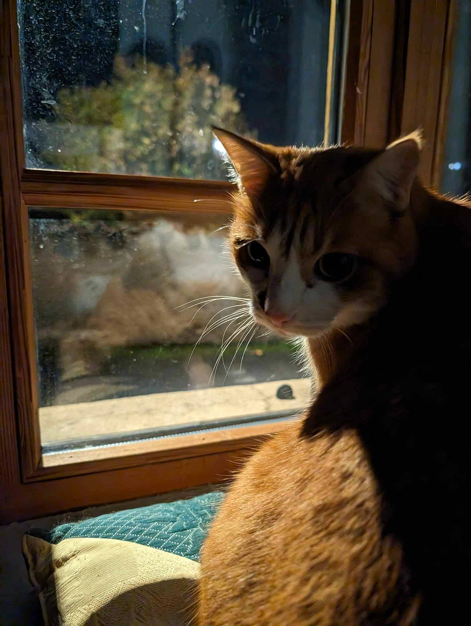 Rodéo participe au concours pour gagner de l'argent avec cette photo : carnivore, cat, comfort, curtain, domestic_short_haired_cat, fawn, felidae, fixture, fur, glass, mammal, sash_window, small_to_medium_sized_cats, snout, tail, tints_and_shades, vertebrate, whiskers, window, wood