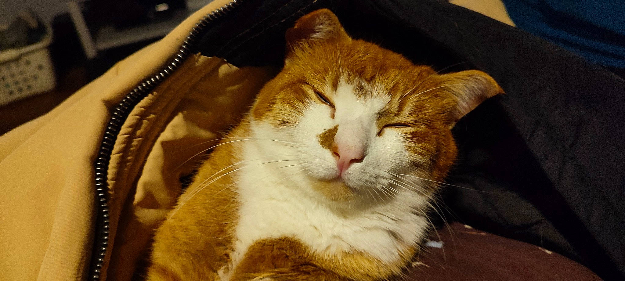 Rodéo participe au concours pour gagner de l'argent avec cette photo : carnivore, cat, cat_supply, claw, comfort, domestic_short_haired_cat, eye, fawn, felidae, fur, paw, sitting, small_to_medium_sized_cats, snout, tail, whiskers, window, wood