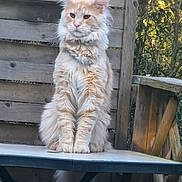 Malon participe au concours pour gagner de l'argent avec cette photo : cat, orange_cat, fluffy, sitting, table, wooden_fence, outdoor, nature, pet, animal, feline, fur, ears, whiskers, portrait, calm, daylight, wood, greenery, relaxed