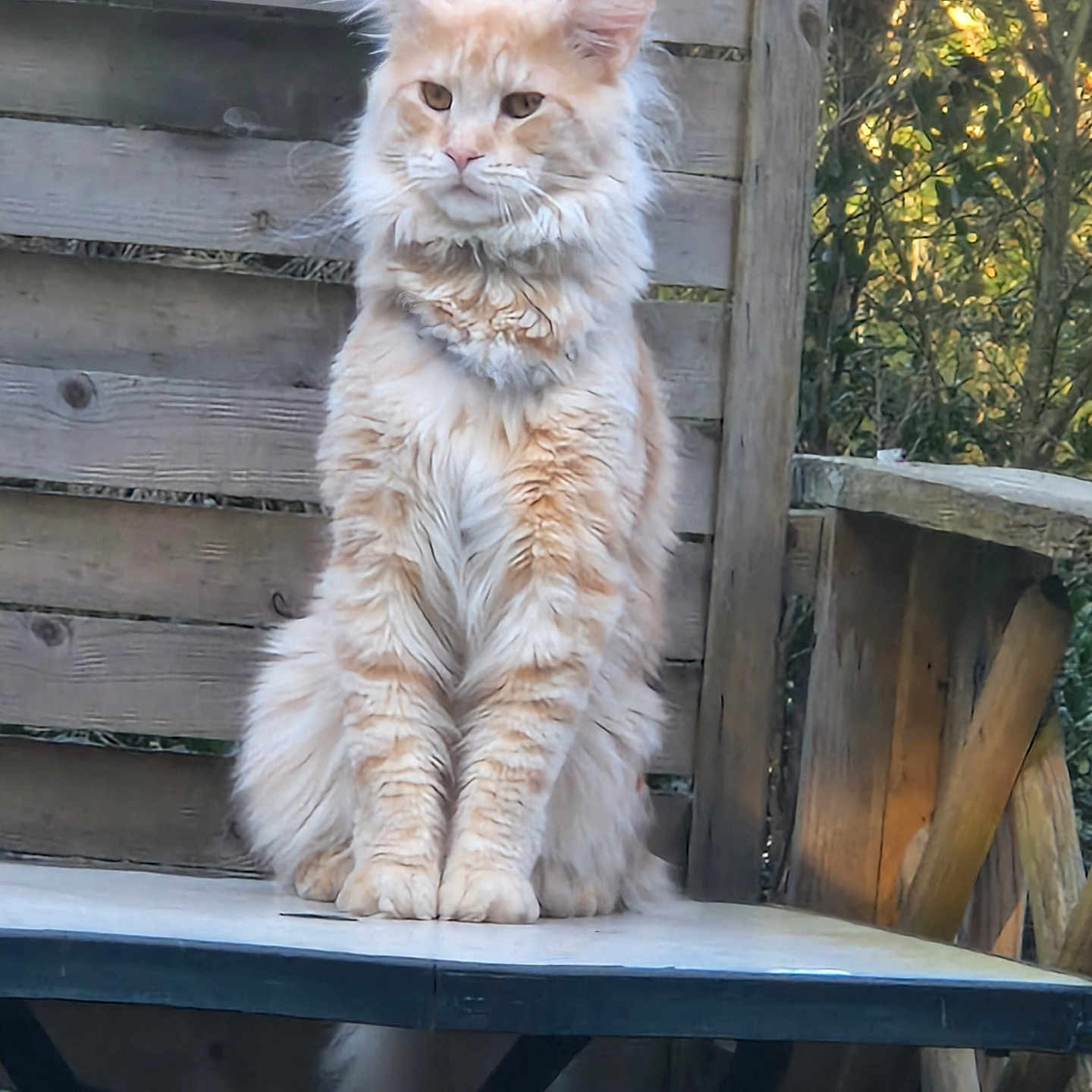 Malon participe au concours pour gagner de l'argent avec cette photo : animal, calm, cat, daylight, ears, feline, fluffy, fur, greenery, nature, orange_cat, outdoor, pet, portrait, relaxed, sitting, table, whiskers, wood, wooden_fence