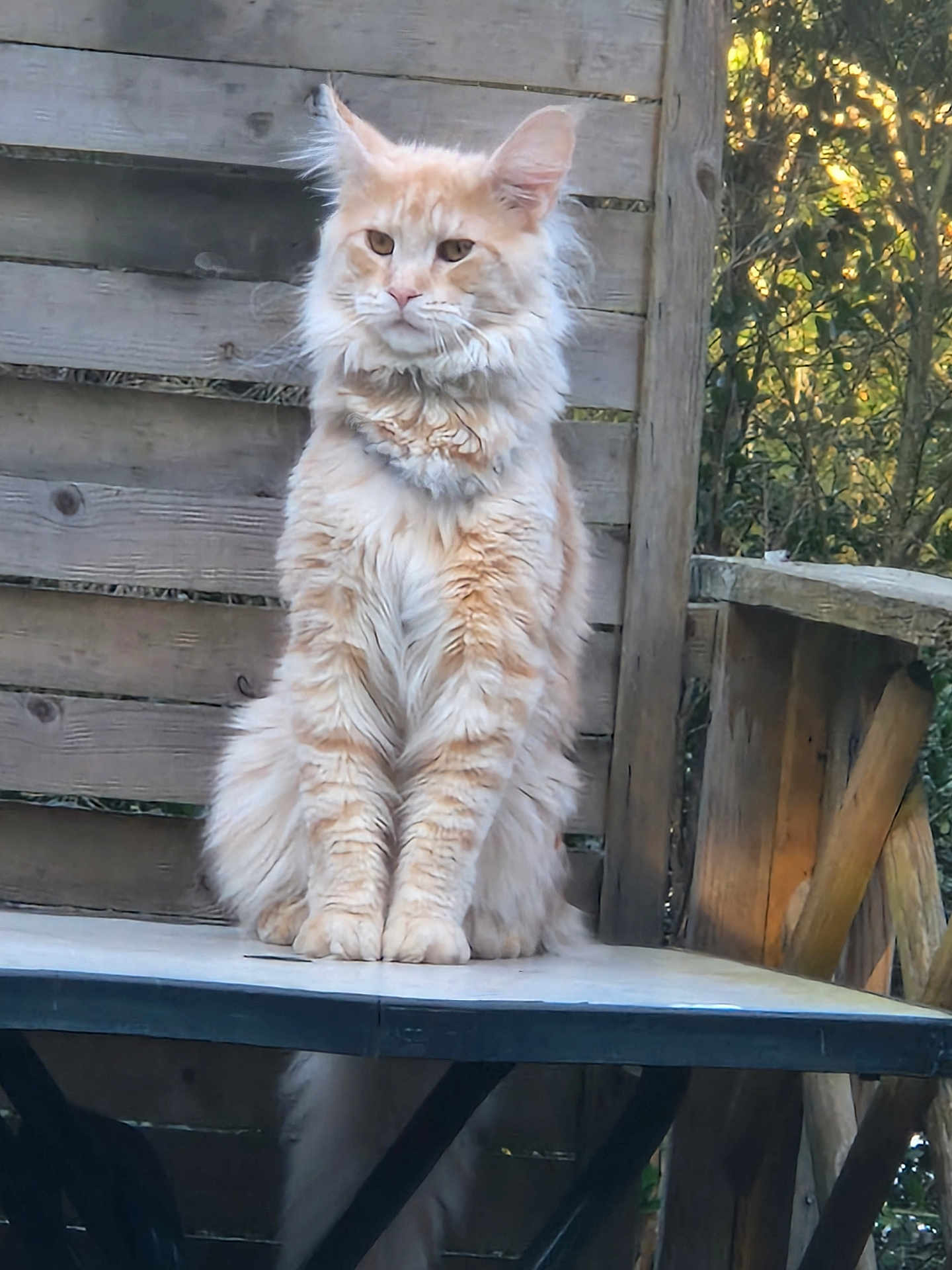 Malon participe au concours pour gagner de l'argent avec cette photo : cat, orange_cat, fluffy, sitting, table, wooden_fence, outdoor, nature, pet, animal, feline, fur, ears, whiskers, portrait, calm, daylight, wood, greenery, relaxed