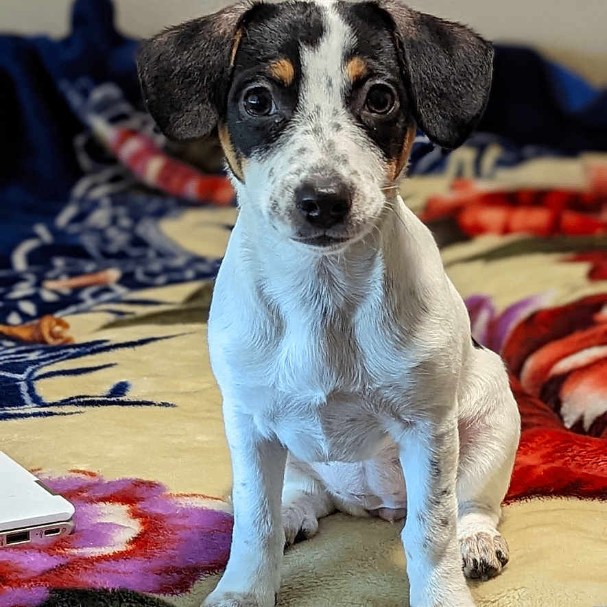 Sadie joined the competition — help win amazing prizes! animal, blanket, colorful, cozy, cute, dog, ears, expression, eyes, face, focus, fur, indoors, pattern, pet, portrait, puppy, sitting, soft, young