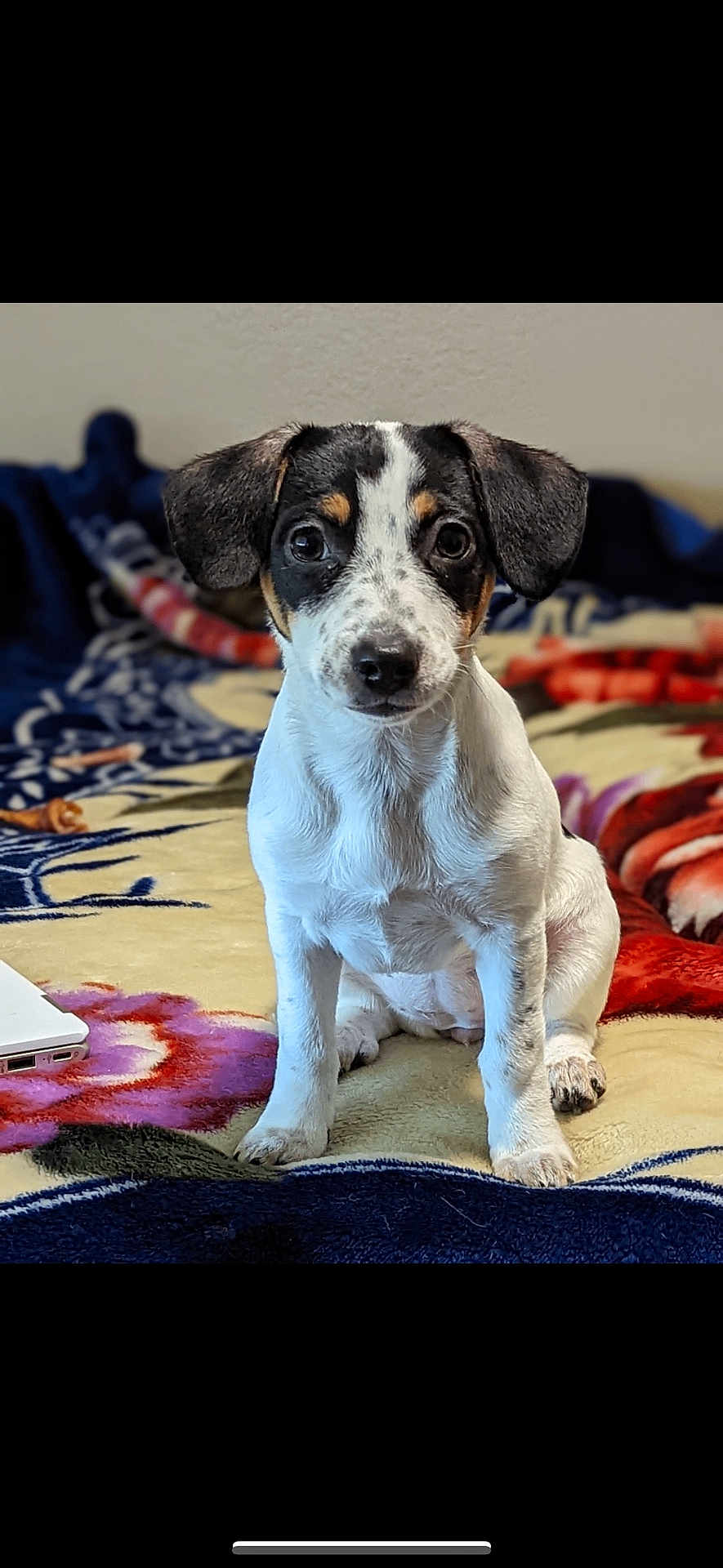 Sadie joined the competition — help win amazing prizes! puppy, dog, animal, pet, sitting, blanket, indoors, cute, young, ears, fur, face, eyes, expression, colorful, pattern, soft, focus, portrait, cozy