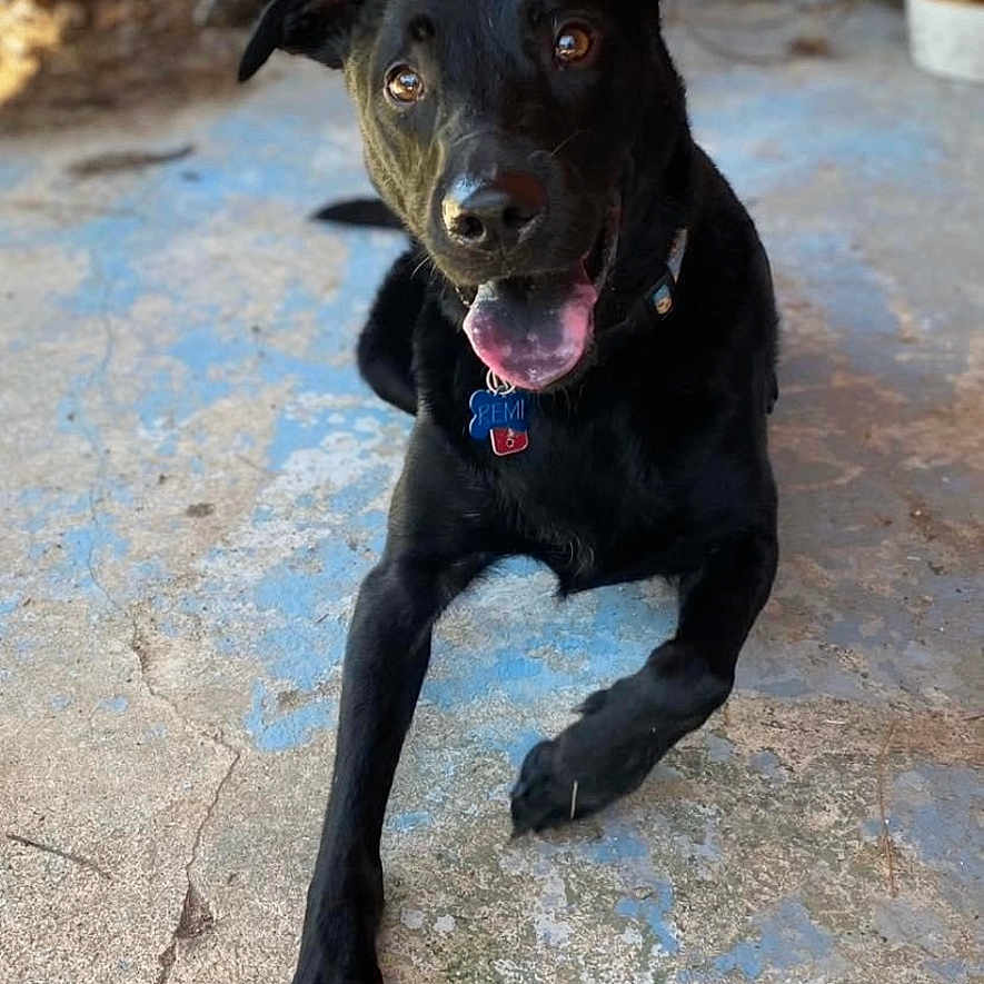 Remi joined the competition — help win amazing prizes! accessories, animal, ball, boxer, bulldog, canine, chihuahua, dog, hound, labradorretriever, leash, pet, pitbull, puppy, slate, snout, sport, strap, tennis, tennisball
