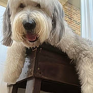 Cooper is registered to the contest to win money with this photo: dog, pet, fluffy, white, gray, chair, wooden, indoor, brick_wall, window, tongue_out, happy, shaggy, fur, closeup, animal, cute, playful, smiling, domestic
