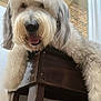 dog, pet, fluffy, white, gray, chair, wooden, indoor, brick_wall, window, tongue_out, happy, shaggy, fur, closeup, animal, cute, playful, smiling, domestic