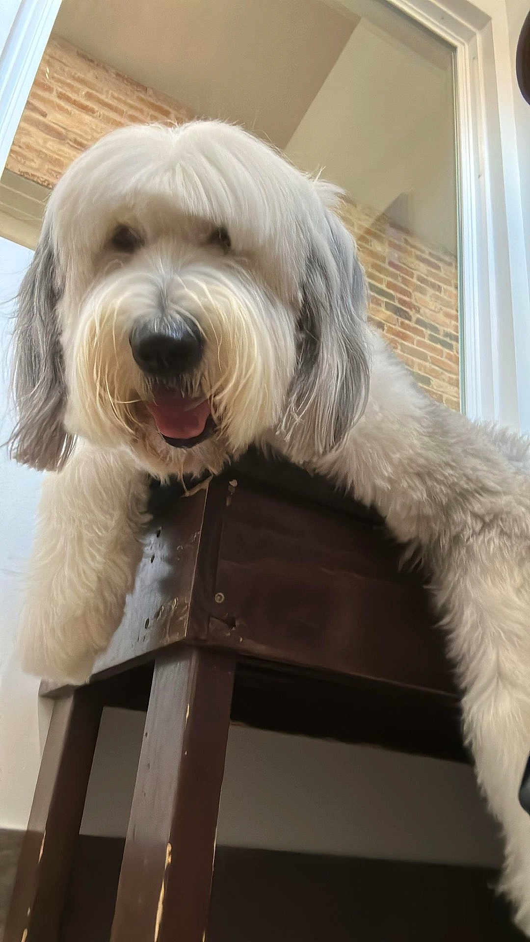 Cooper is registered to the contest to win money with this photo: dog, pet, fluffy, white, gray, chair, wooden, indoor, brick_wall, window, tongue_out, happy, shaggy, fur, closeup, animal, cute, playful, smiling, domestic