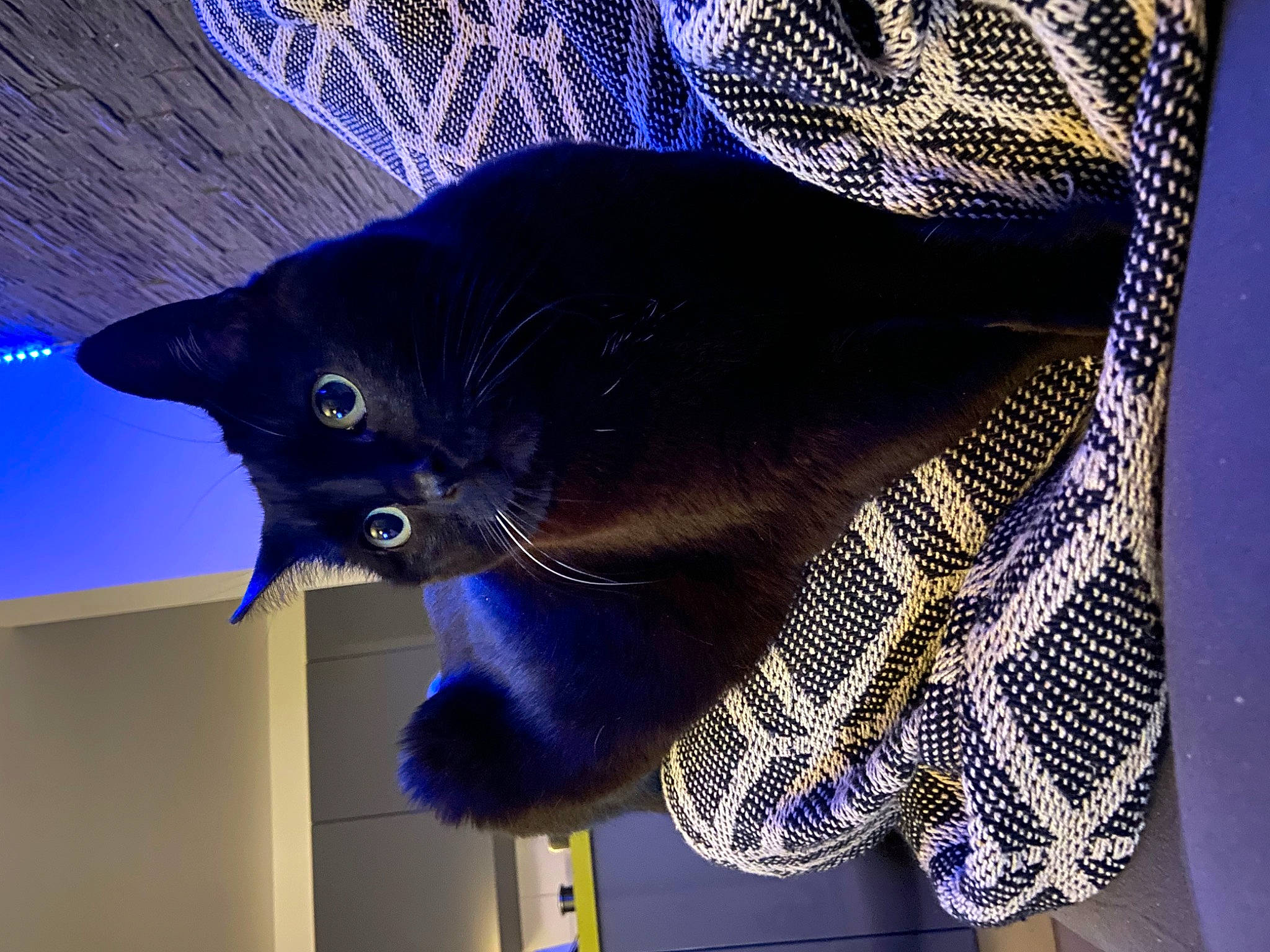 Plume participe au concours pour gagner de l'argent avec cette photo : black_cat, blue, bombay, carnivore, cat, domestic_short_haired_cat, electric_blue, fashion_accessory, felidae, fur, hat, pattern, purple, russian_blue, small_to_medium_sized_cats, tail, whiskers, wool, woolen, woven_fabric