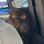 alert, animal, black_cat, car_interior, car_seat, cat, close_up, curious, daylight, feline, fur, indoor, pet, seatbelt, side_view, texture, vehicle, whiskers, window, yellow_eyes