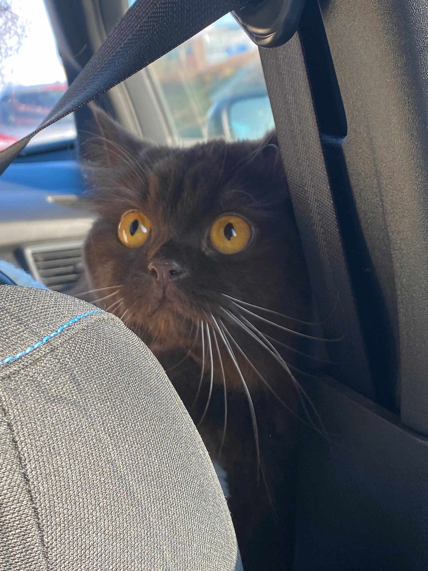 Onyx a rejoint le concours — aidez-le/la à gagner de superbes lots ! alert, animal, black_cat, car_interior, car_seat, cat, close_up, curious, daylight, feline, fur, indoor, pet, seatbelt, side_view, texture, vehicle, whiskers, window, yellow_eyes