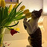cat, tulips, yellow_tulips, red_tulip, flowers, vase, lamp, table, indoor, pet, curious, sniffing, green_leaves, white_wall, painting, still_life, domestic_cat, striped_cat, cozy, soft_lighting