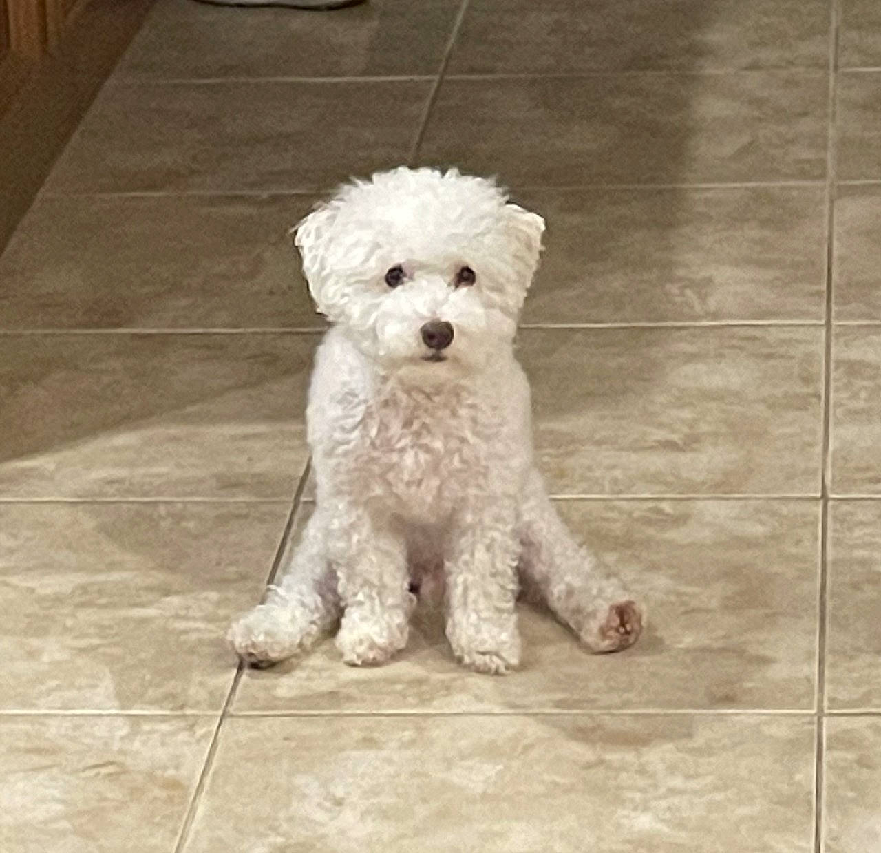 Rocky joined the competition — help win amazing prizes! canidae, carnivore, companion_dog, dog, dog_breed, dog_collar, flooring, fur, goldendoodle, labradoodle, maltepoo, non_sporting_group, poodle, small_terrier, snout, sporting_group, terrier, toy_dog, water_dog, working_animal