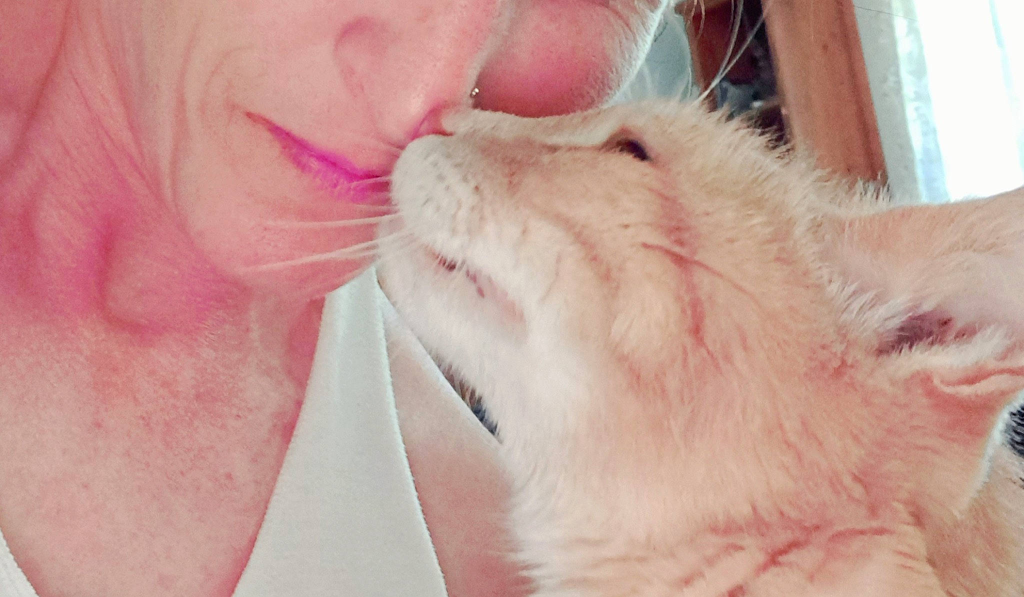 Simba a rejoint le concours — aidez-le/la à gagner de superbes lots ! beard, beauty, carnivore, cat, domestic_short_haired_cat, ear, eye, eyelash, fawn, felidae, fur, gesture, happy, nail, nose, paw, pink, small_to_medium_sized_cats, snout, whiskers