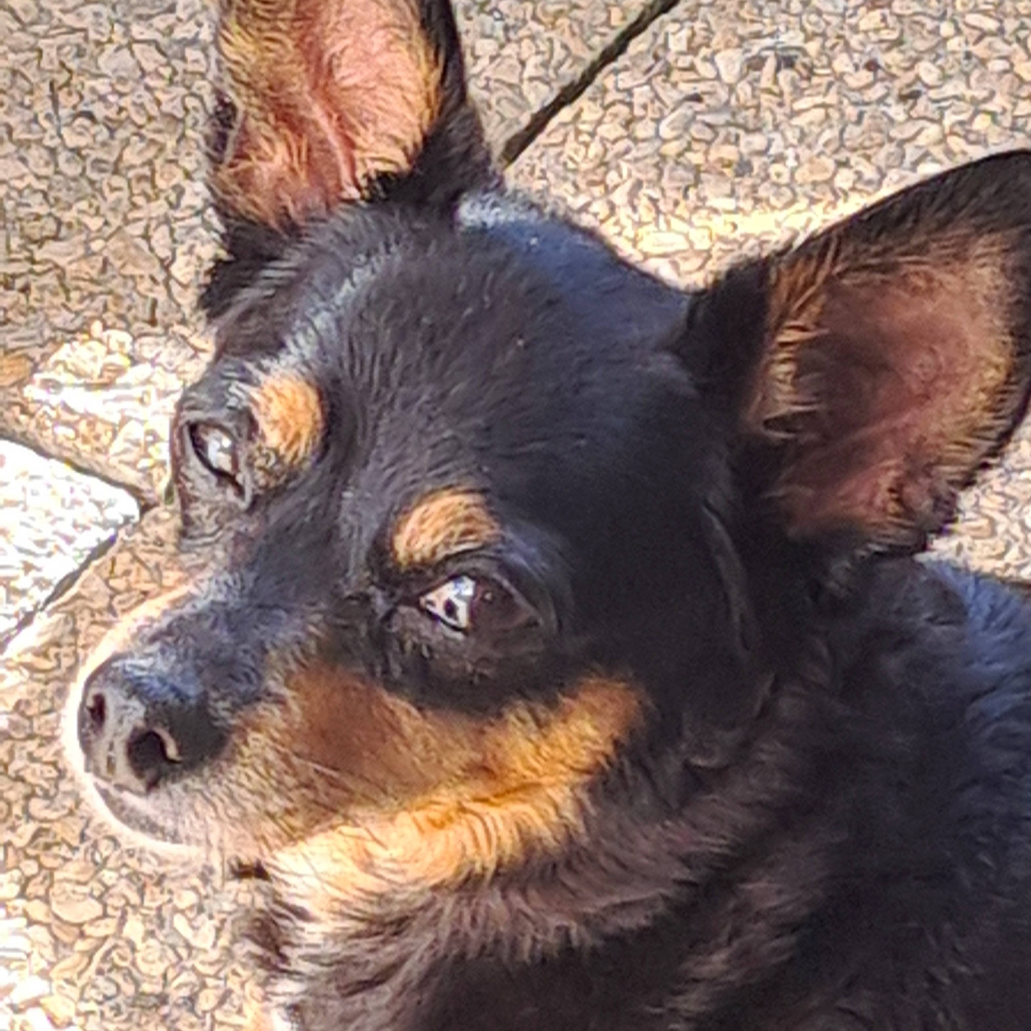 Simba participe au concours pour gagner de l'argent avec cette photo : canidae, carnivore, companion_dog, dog, dog_breed, dog_collar, ear, fur, guard_dog, herding_dog, snout, sporting_group, terrestrial_animal, whiskers, working_animal, working_dog